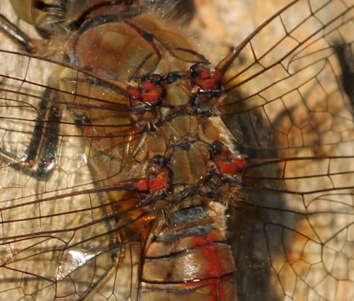Sympetrum striolatum